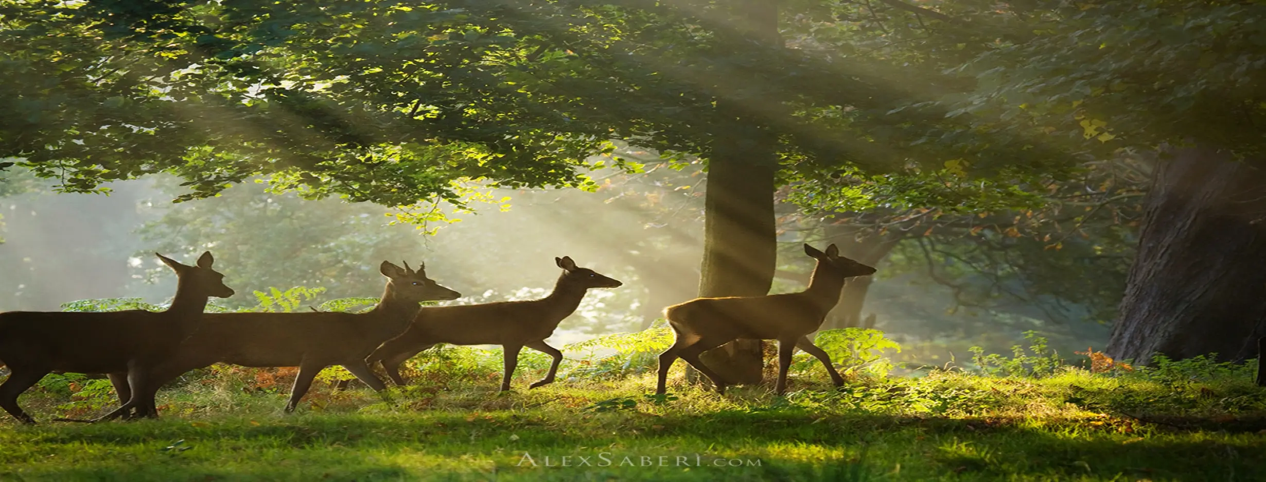 Image for Diverse Landscape